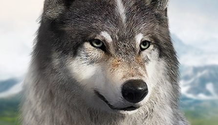 Wolf Sport: The Wild Kingdom