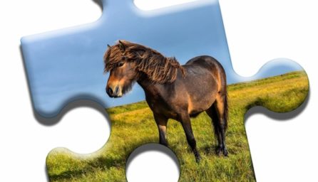 Pony Admire Puzzle